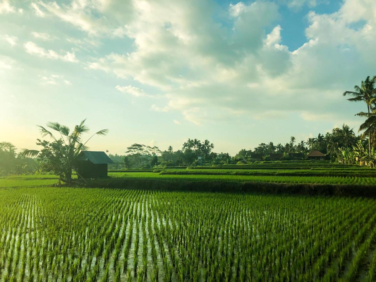 Rayshiva * Ubud (Bali)